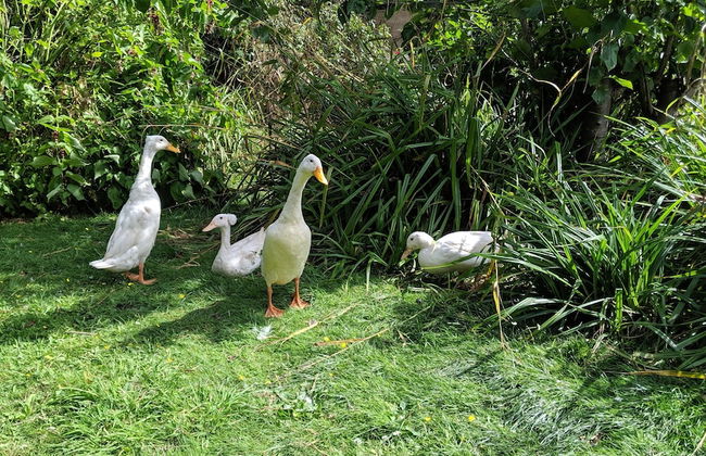 Glamping With Llamas - Foto 21