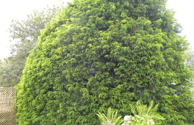 Yew Tree House - Foto 116