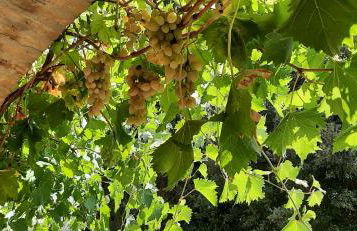 Montebello degli Olivi - Foto 39