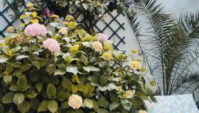 Pátio da Laranjeira - Foto 3