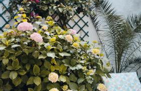 Pátio da Laranjeira - Foto 3