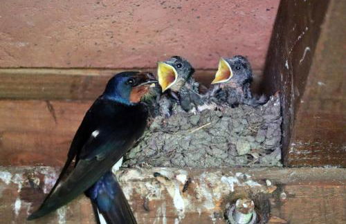 Casa del Mare - Oasi verde a soli 100m dal mare! - Foto 23