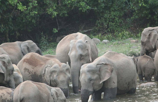 Tour privado en 4x4 por las cascadas de Munnar - Foto 8