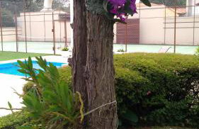 Casa de campo em Furnastur - Foto 38