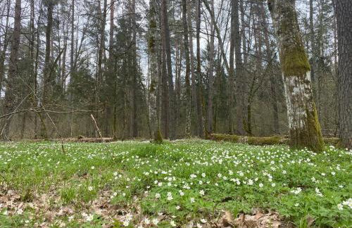 Apartament Nieznany Bór - Foto 27