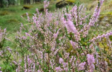 Our Log House in the woods - Photo 49