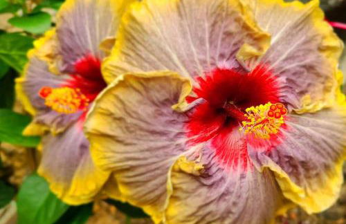 PonoMana Oasis's - Koi Cottage - Foto 52