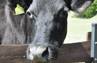 Osada Grzybowski Młyn apartamenty z dużym ogrodem KAISERÓWKA - Foto 23