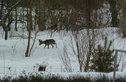 Ferienwohnung in der "Perle der Lausitz" - Foto 18