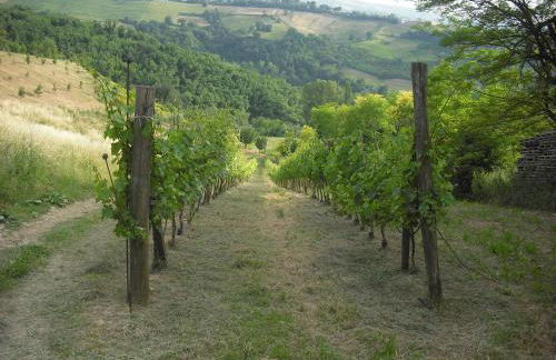 Agriturismo Biologico Villa Rosa - Photo 46