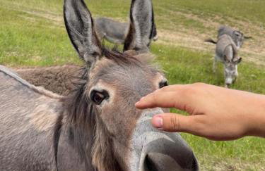 Osada Jaćwingów - Foto 25