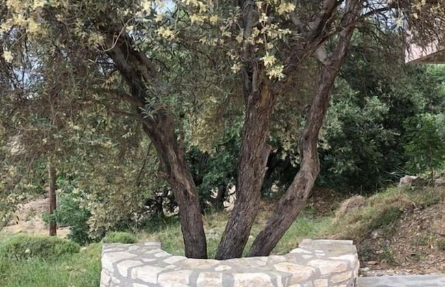 Oros Villas - Foto 13