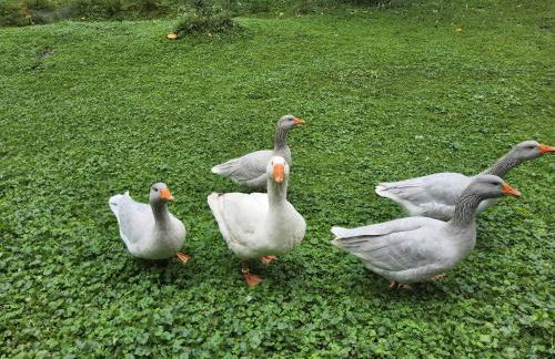 Ferienwohnung Am Neetzetal - Foto 13