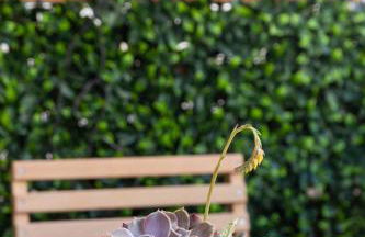 Serenity Luxury Estates - Foto 44