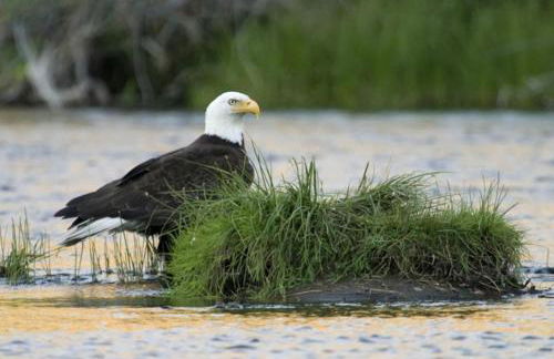 Peaceful Waterfront Log Cabin near Crater Lake National Forest, Oregon - Foto 7