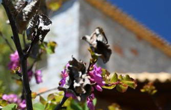 Mouses Apartments-Kardamyli - Foto 55