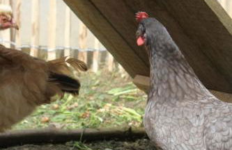 s'Lena Häusle - Foto 31