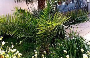 Casa Saba Lupino - Foto 33