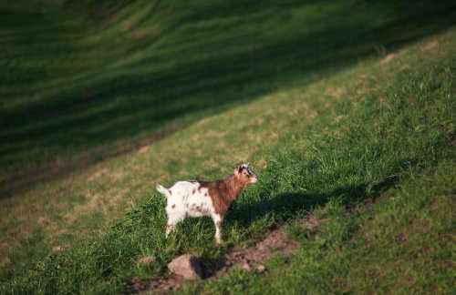 Gospodarstwo Agroturystyczne Kowalowe Wzgórze - Foto 28