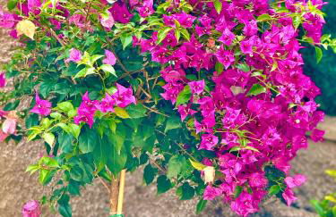 Licheni R-home - Photo 26