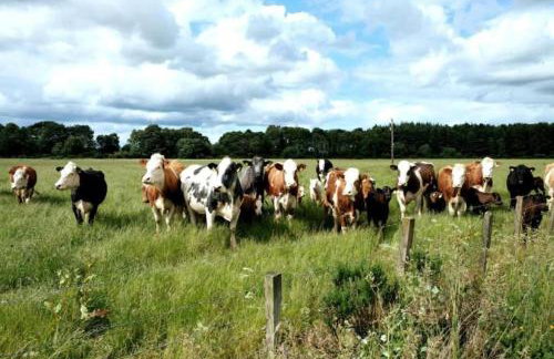 Lower Bruntlands - Foto 13