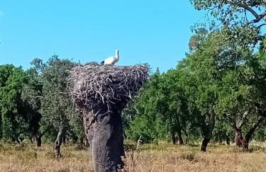 Lake View House _ Montargil - Foto 40