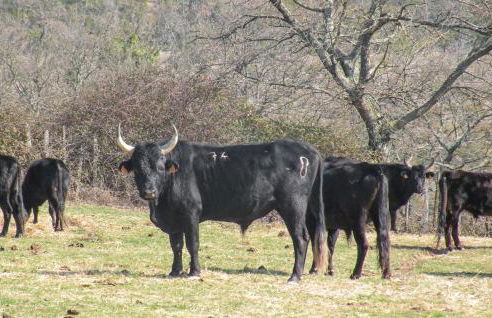 Cozy Home In Calvisson With Kitchen - Photo 42