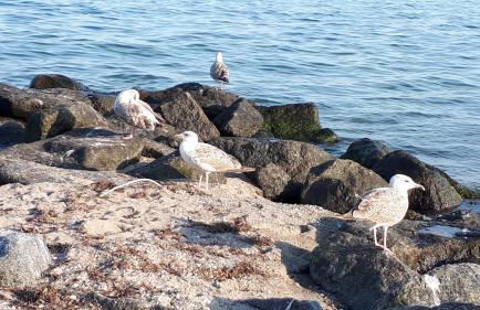 Dachgeschosswohnung mit Seeblick - Foto 39