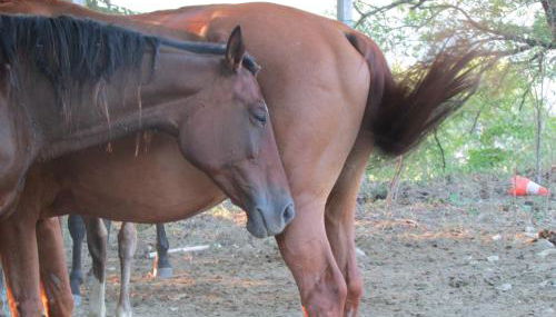 Agriturismo Dea - Foto 5