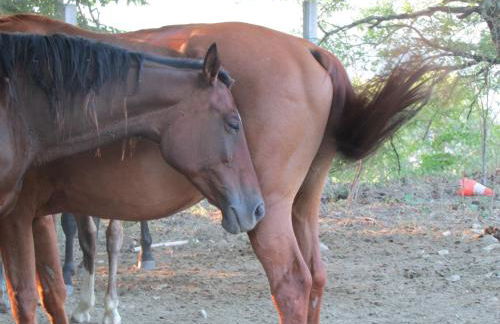 Agriturismo Dea - Photo 5