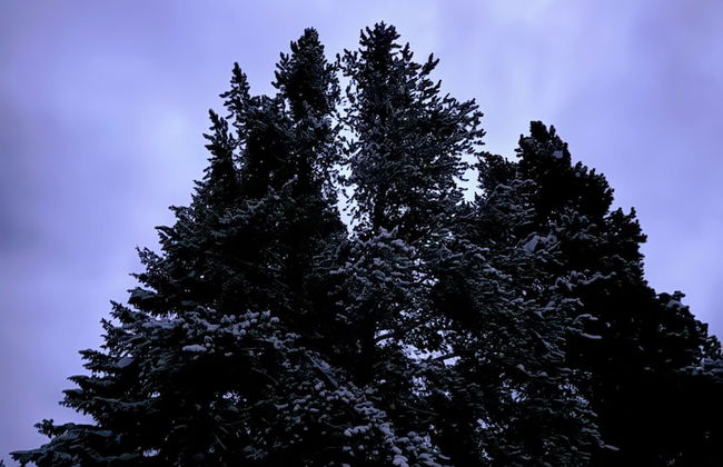 Lichen Huts - Foto 10