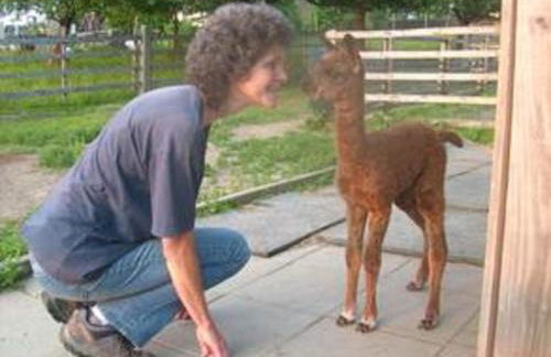 Ferienhaus Alpaka Glück - Foto 45
