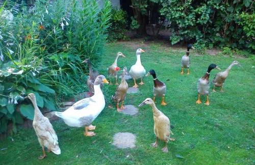 Ferienwohnungen "Christelhof" - Foto 7