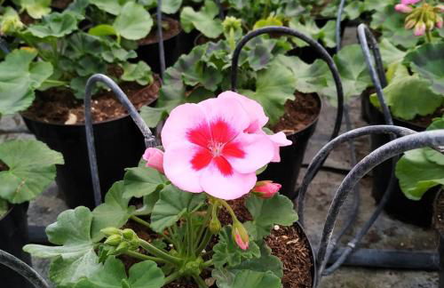 AGRITURISMO " LE SERRE" - Foto 40