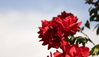 Ferienwohnung Lorenz - Foto 2, Garden view