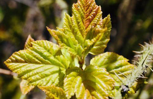 Komfort-Ferienhaus - Extertal-Ferienpark für 1-5 Personen Sauna Natur - Foto 31