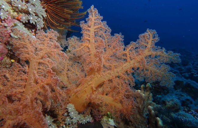 Vanuatu Uncharted Sport Fishing Lounge - Foto 25