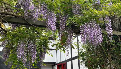 Noah - Seeleben auf Zeit am Rursee - Foto 3