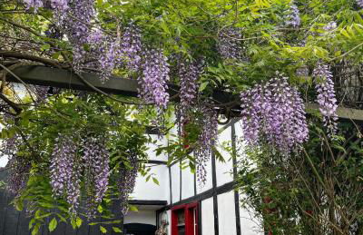 Noah - Seeleben auf Zeit am Rursee - Foto 3
