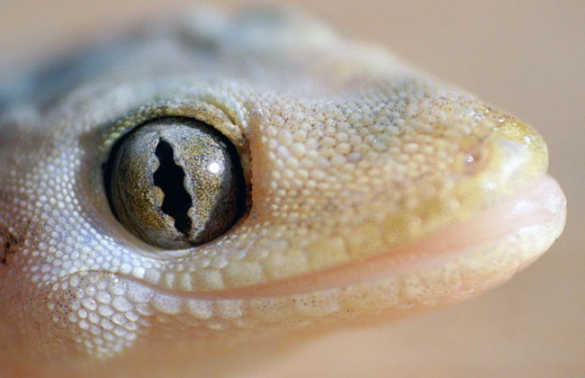 Le Refuge et Centre Educatif de Reptiles et d'Animaux Sauvages de La Paz - Photo 1