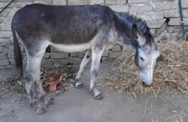 Poggio della Roverella Country House - Foto 51