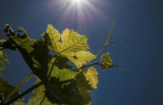 Florianshof - Foto 32