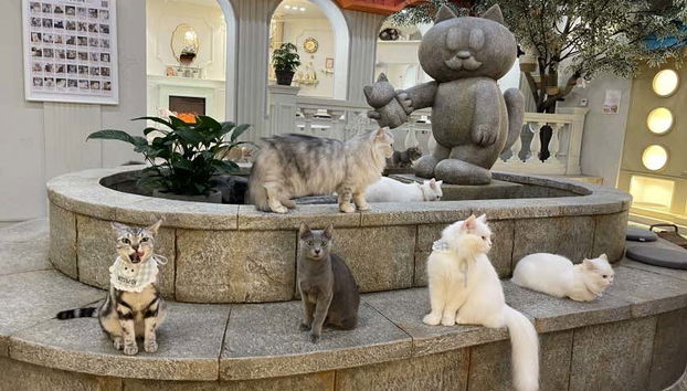 Roof Cat Me es el café perfecto para los amantes de los gatos