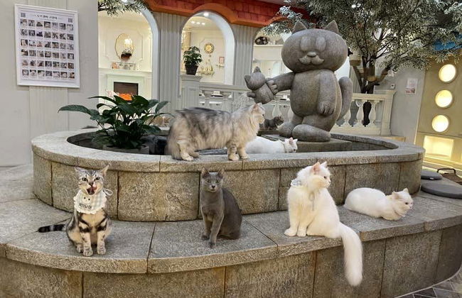 Entrada a la cafetería Roof Cat Me en Seúl - Foto 5