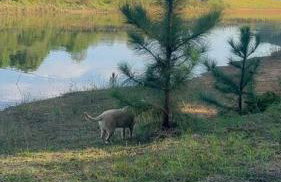 Chácara Paraiso Mion Pé na água - Foto 17