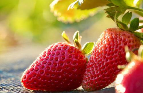 Verde Água Agroturismo e Agricultura Biológica - Photo 20