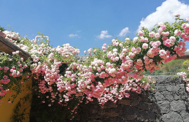 Viola nel Parco - Foto 27