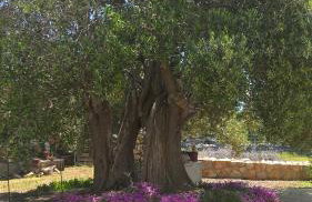 Apartments Krušvina - Foto 67