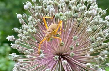 Les Terrasses - Foto 29