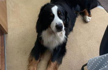 7 Rannoch Row, lovely holiday static caravan for dogs & their owners. - Photo 46